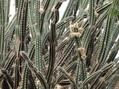 Armatocereus cartwrightianus
