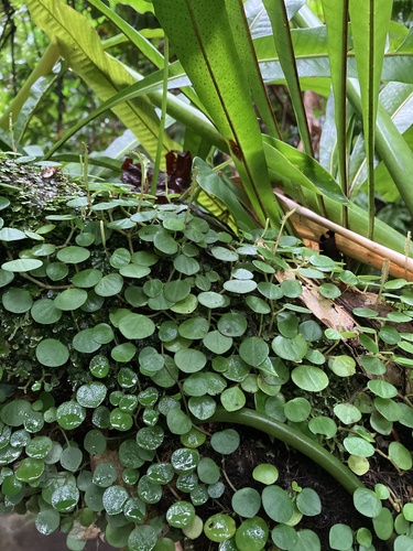 Peperomia serpens