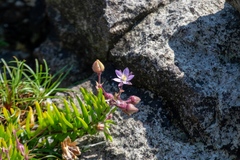 Spergularia rupicola