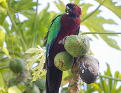 Maroon Shining Parrot photo 4