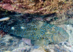 Cirrhitus rivulatus