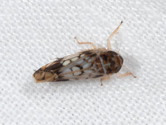 Scaphoideus obtusus