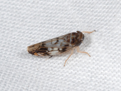 Scaphoideus obtusus