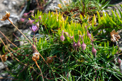 Spergularia rupicola
