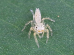 Telamonia
