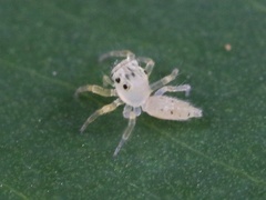 Telamonia