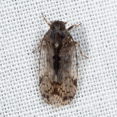 Melanoliarus placitus