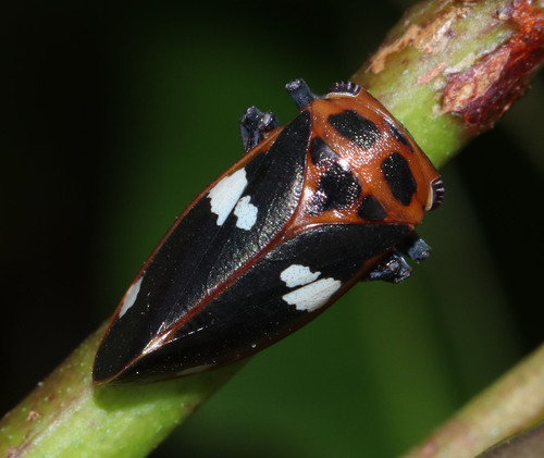 Eurymela fenestrata, 2025-02-19