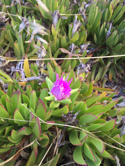 Carpobrotus aequilaterus