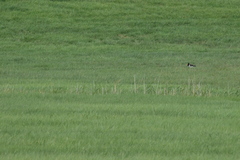 Haematopus ostralegus