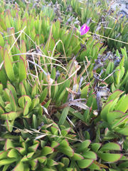 Carpobrotus aequilaterus