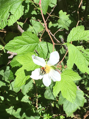 Rubus neomexicanus