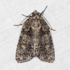 Acronicta ovata
