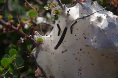 Eriogaster arbusculae