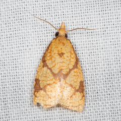 Cenopis reticulatana