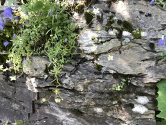 Saxifraga aspera