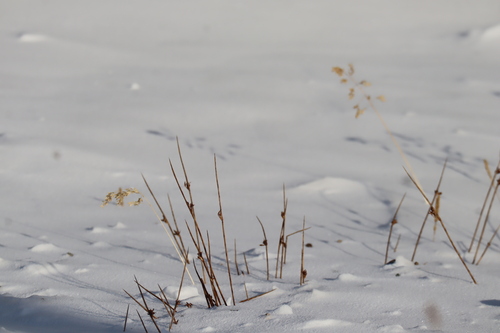 Image of Juncus arcticus by (c) Henry "Nick" Robertson, some rights reserved (CC BY-SA)