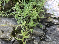 Saxifraga aspera