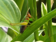 Conocephalus nigropleurum