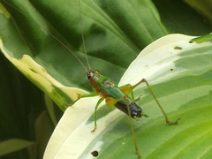 Conocephalus nigropleurum
