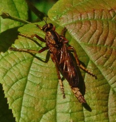 Asilus sericeus