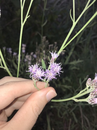 Saussurea japonica iNat (3)