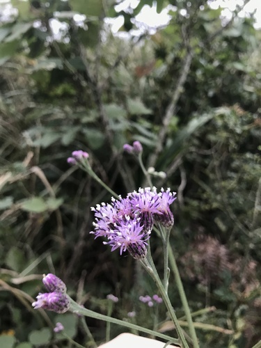 Saussurea japonica, photograph 3