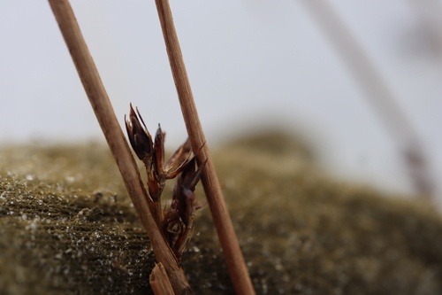 Image of Juncus arcticus by (c) Henry "Nick" Robertson, some rights reserved (CC BY-SA)
