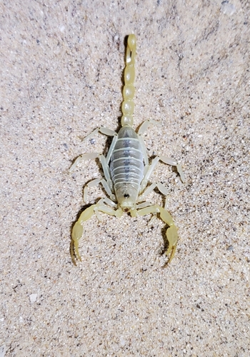 Dune Scorpion photo 3