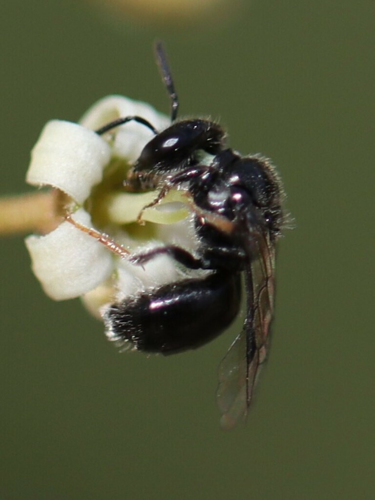 Bees from Sydney NSW, Australia on October 11, 2024 at 12:40 PM by ...