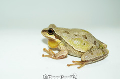 Hyla euphorbiacea