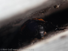 Nicrophorus investigator