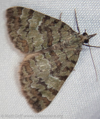 Hydriomena speciosata