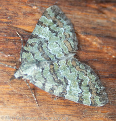 Hydriomena speciosata