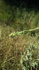 Lactuca serriola