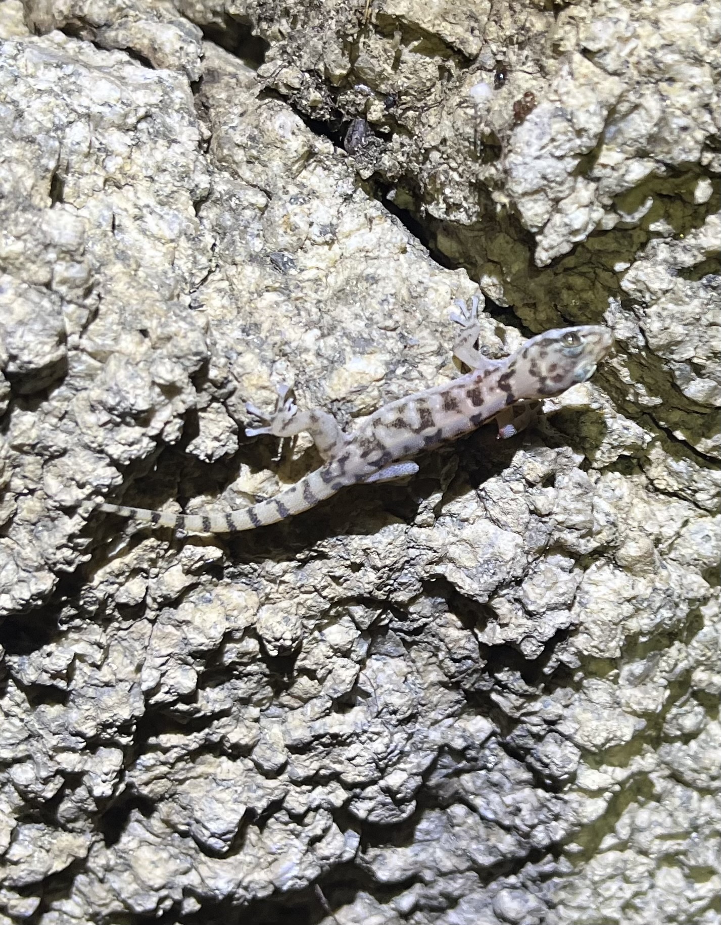 San Lucan Gecko, Phyllodactylus unctus