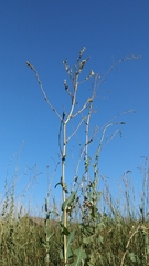 Lactuca serriola