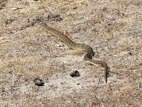 Tiger Snake sighting