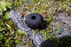 Plectania rhytidia