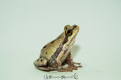 Hyla euphorbiacea