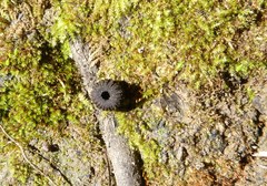 Plectania rhytidia
