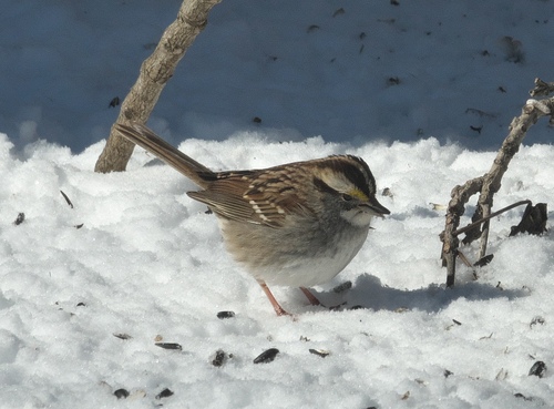 White-throated Sparrow photographed in Oklahoma