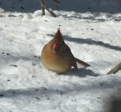 Northern Cardinal photographed in Oklahoma