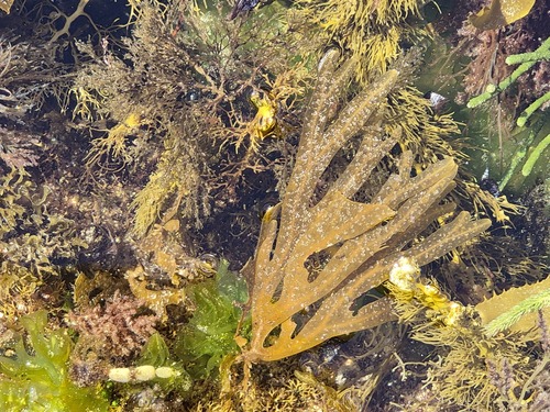 Dictyopteris muelleri observed 2024-11-15