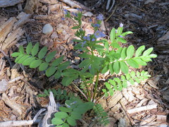 Polemonium californicum