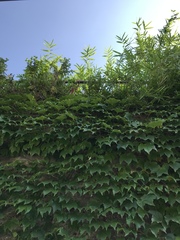 Parthenocissus tricuspidata