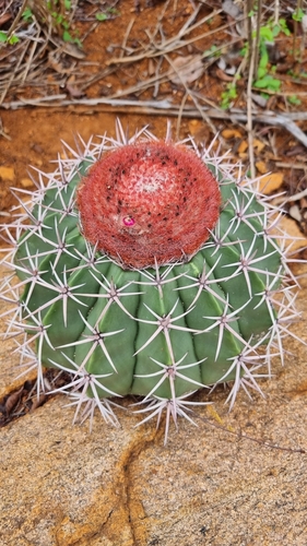 Melocactus salvadorensis