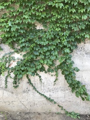 Parthenocissus tricuspidata
