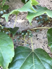 Parthenocissus tricuspidata