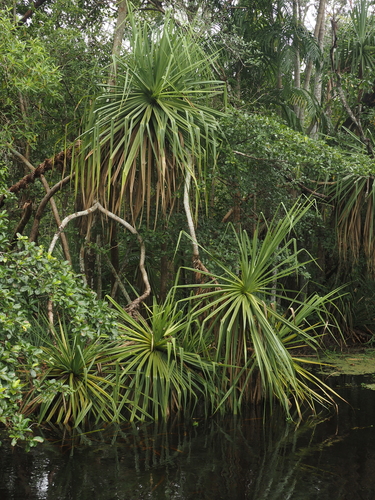 Image of Pandanus spiralis by (c) Rosario, some rights reserved (CC BY)